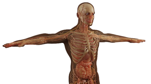 ¿Qué es el sistema inmunitario?