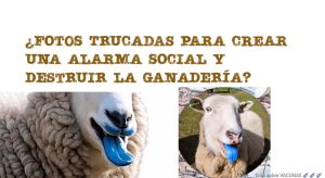 Lengua azul trucada en ganado